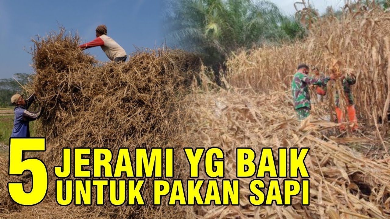 
                                 Jerami-Pakan-Ternak-Sapi
